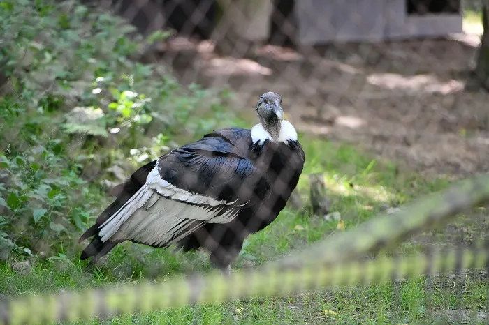 Kondor w zoo w Krakowie, 8 sierpnia 2023. Ptak zostanie przetransportowany do Ameryki Południowej, gdzie ma pomóc w próbie odnowienia populacji tego gatunku w Andach. PAP/Art Service