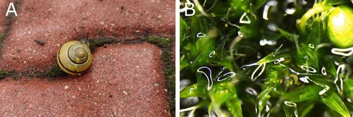 (A)	Cepaea nemoralis w naturalnym środowisku; (B) aktywny niesporczak uchwycony na powierzchni wilgotnego mchu (czerwone kółko)