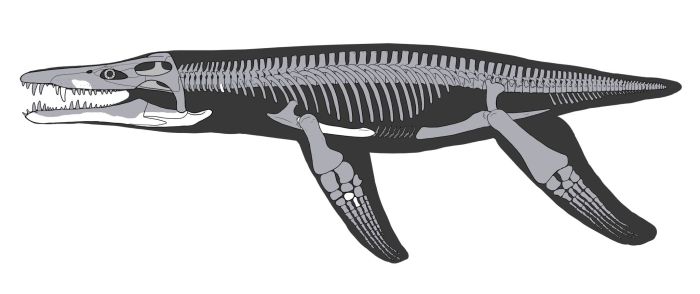 Rekonstrukcja szkieletu ilustrująca znany materiał kopalny lorrainozaura (biały kolor). Autor: Joschua Knüppe