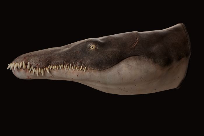 3D model Lorrainosaurus. Autor: 10tons/Musée national d’histoire naturelle de Luxembourg 