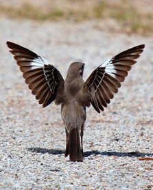 Fot Strategia Northern Mockingbird (Mimus polyglottos), wśród ptaków, u których obserwowana jest strategia wypłaszania- ścigania jest przedrzeźniacz północny. Tu prezentuje charakterystyczną pozycję wypłaszania. Credit: Manjith Kainickara, CC BY-SA 3.0 DEED