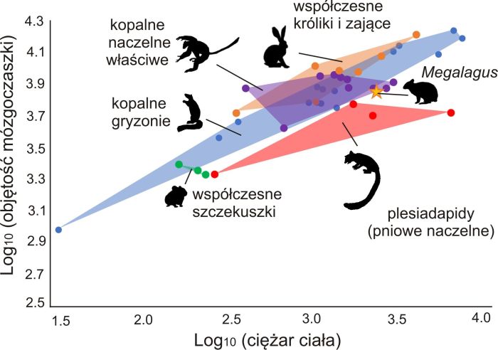 Zależność pomiędzy objętością mózgoczaszki a ciężarem ciała u wybranych grup Euarchontoglires. Szacujemy mózg prakrólika z rodzaju Megalagus (zaznaczony gwiazdką) jako proporcjonalnie mniejszy w stosunku do ciężaru zwierzęcia niż u współczesnych zajęczaków, a bardziej zbliżony w tym względzie do wczesnych naczelnych. [Ilustracje z López-Torres et al. 2020]   