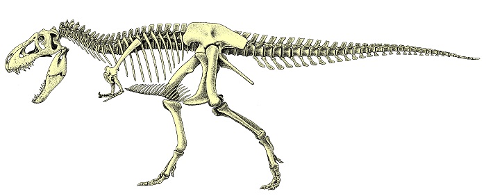 Tarbozaur; ze zbiorów Muzeum Ewolucji