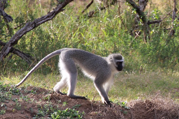 Vervet monkey (Chlorocebus pygerythrus) in South Africa. Credit: Anna J Jasinska