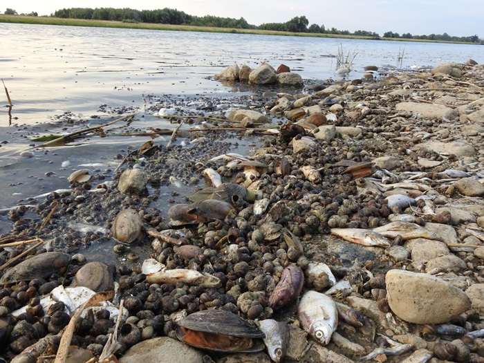 Katastrofa ekologiczna w Odrze. Brzeg rzeki usłany martwymi rybami, małżami i ślimakami.  Fot. Łukasz Ławicki