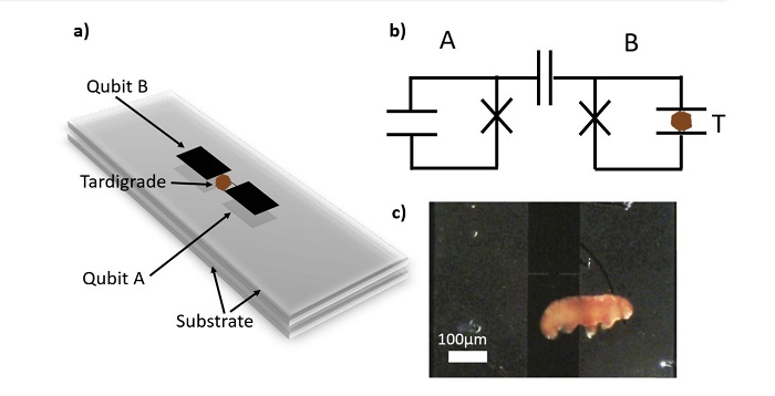Przebieg eksperymentu podczas którego według autorów doszło do splątania kwantowego z udziałem niesporczaka (oznaczony jako tardigrade - T) Źródło: K. S. Lee et al. arXiv 2112.07978.v2