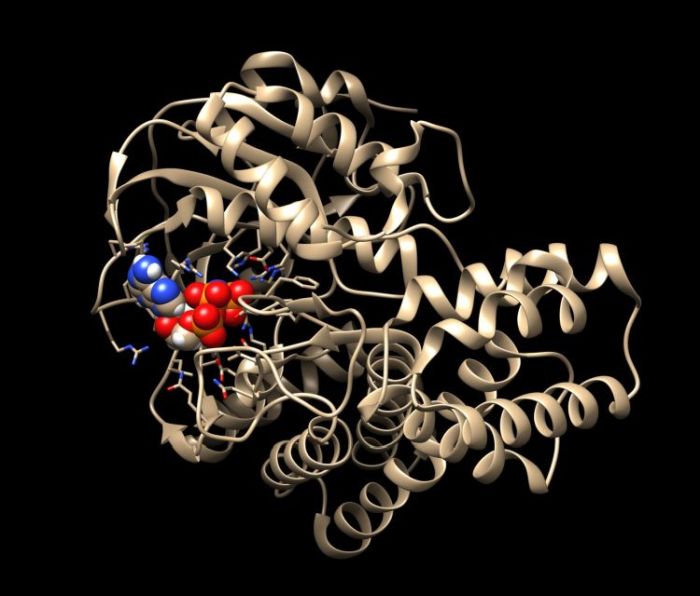 Struktura atomowa białka SelO ze związaną cząsteczką ATP. Wg publikacji Sreelatha et al., Cell, 175:809 (2018). Źródło: Krzysztof Pawłowski