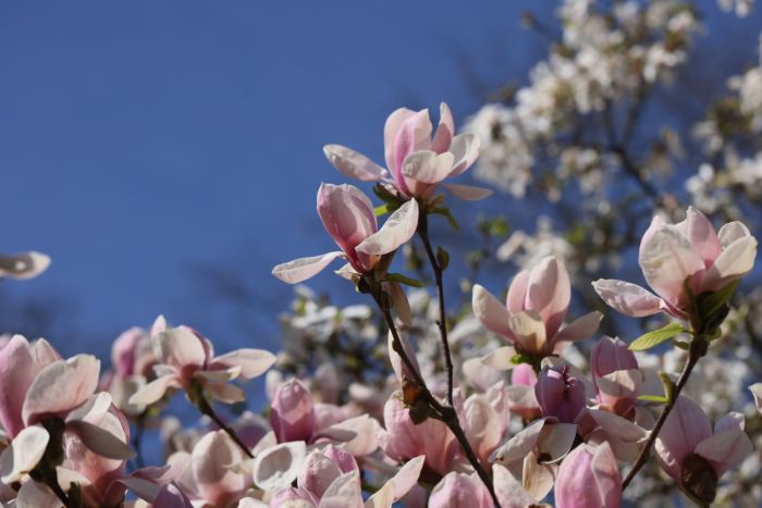 21.04.2023. Kwitnące magnolie w Ogrodzie Botanicznym PAN Centrum Zachowania Różnorodności Biologicznej w Powsinie. PAP/Leszek Szymański