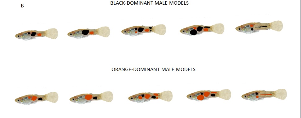 można sprawić, że samice gupika zaczną - w wyniku wytwarzania pozytywnych skojarzeń z kolorem - preferować samce z pomarańczowym ornamentem wobec samców z czarnym wzorem. Fot. M. Herdegen-Radwan, Proceedings of the Royal Society B