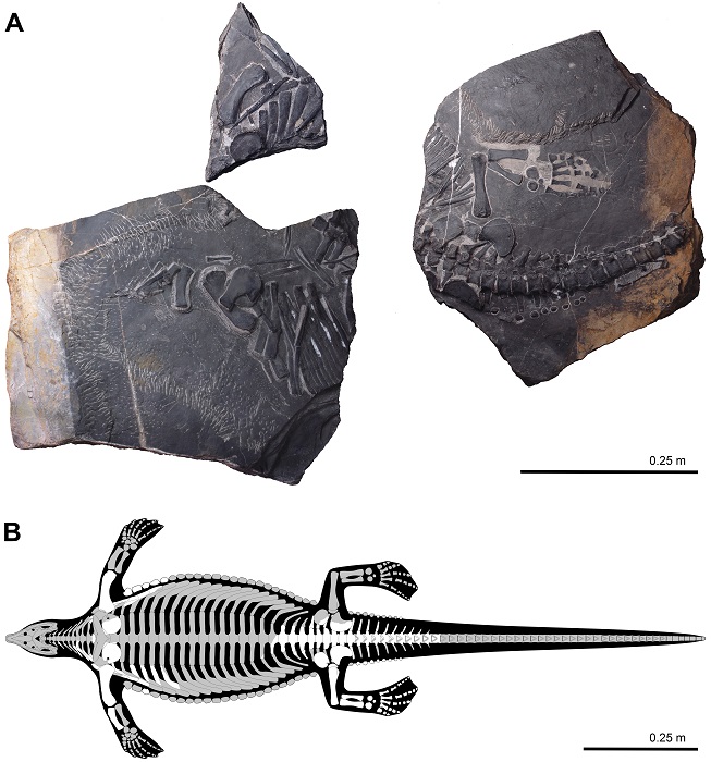 Zdjęcie/rekonstrukcja szkieletu: Wolniewicz et al./eLife, zdjęcie skamieniałości: A. Wolniewicz