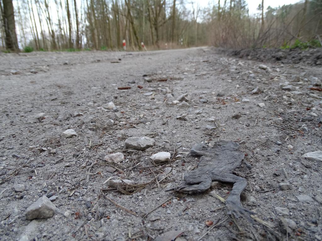 Rozjechane płazy to niestety częsty obrazek na wielu polskich drogach. Źródło: Tomasz Figarski