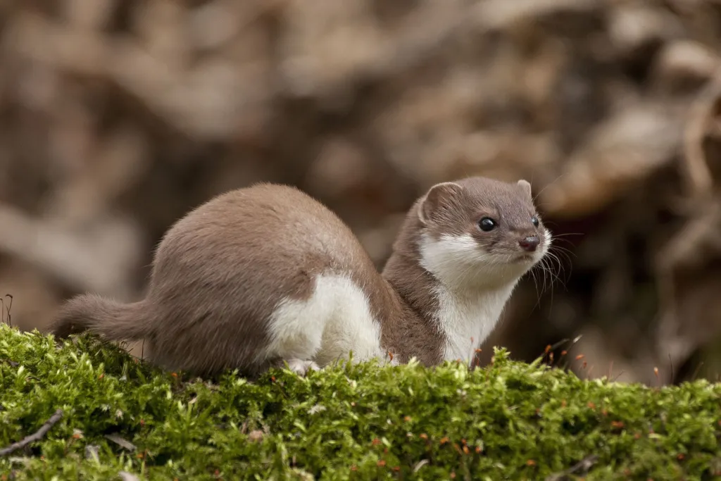 Łasica Mustela nivalis w letnim brązowym ubarwieniu.  Fot. Karol Zub