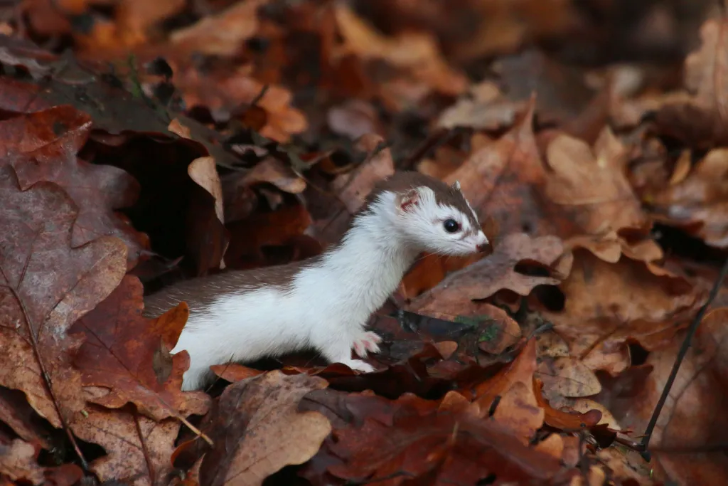 Łasica Mustela nivalis w trakcie linienia.  Fot. Karol Zub