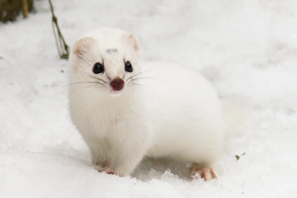 Łasica Mustela nivalis w białym ubarwieniu świetnie kamuflująca się na śniegu.  Fot. Karol Zub