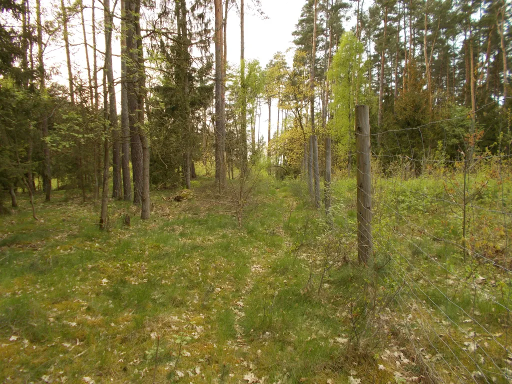 Nasyp grobowca, część środkowa - tylko wprawne oko archeologa jest w stanie dojrzeć w terenie relikty grobowca, fot. B. Przybyła
