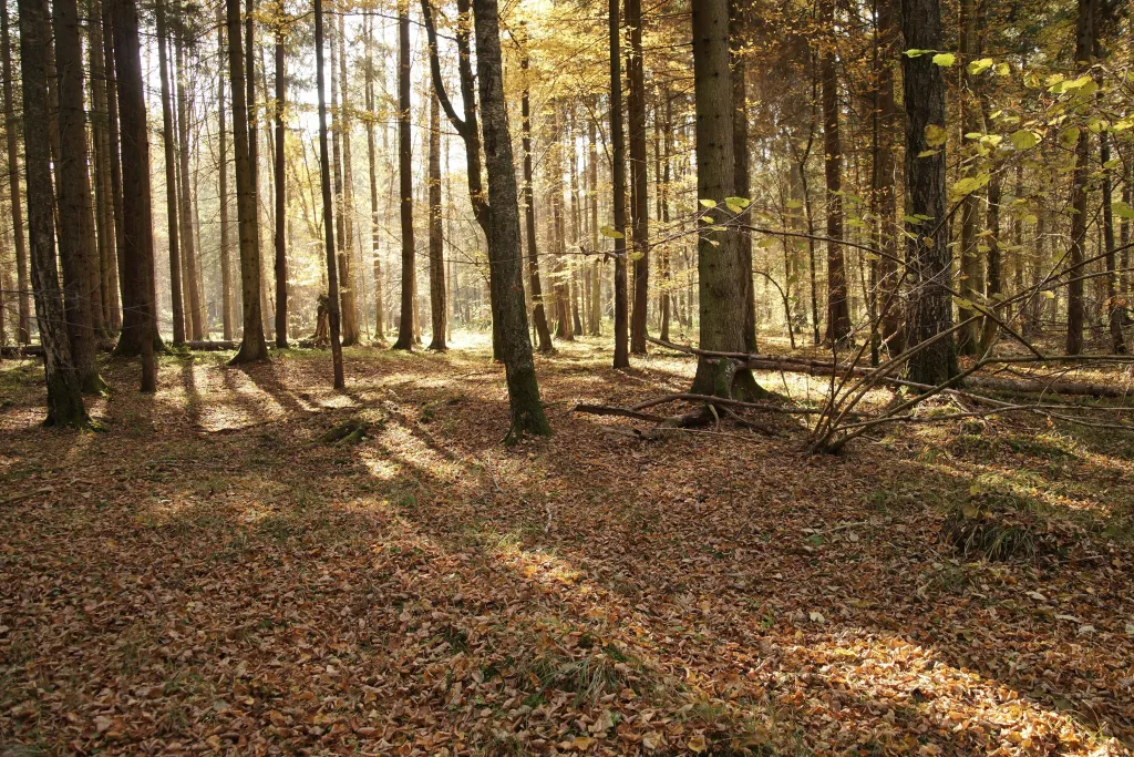 Tak dziś wygląda nekropola kurhanowa w okolicy wsi Czerlonka, fot. D. Kransnodębski