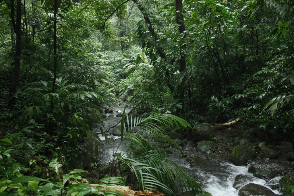 Najbardziej na północ wysunięty fragment lasu deszczowego w Ameryce; Rezerwat Biosfery Los Tuxtlas, styczeń 2018. Zdjęcie: Jarosław K. Nowakowski