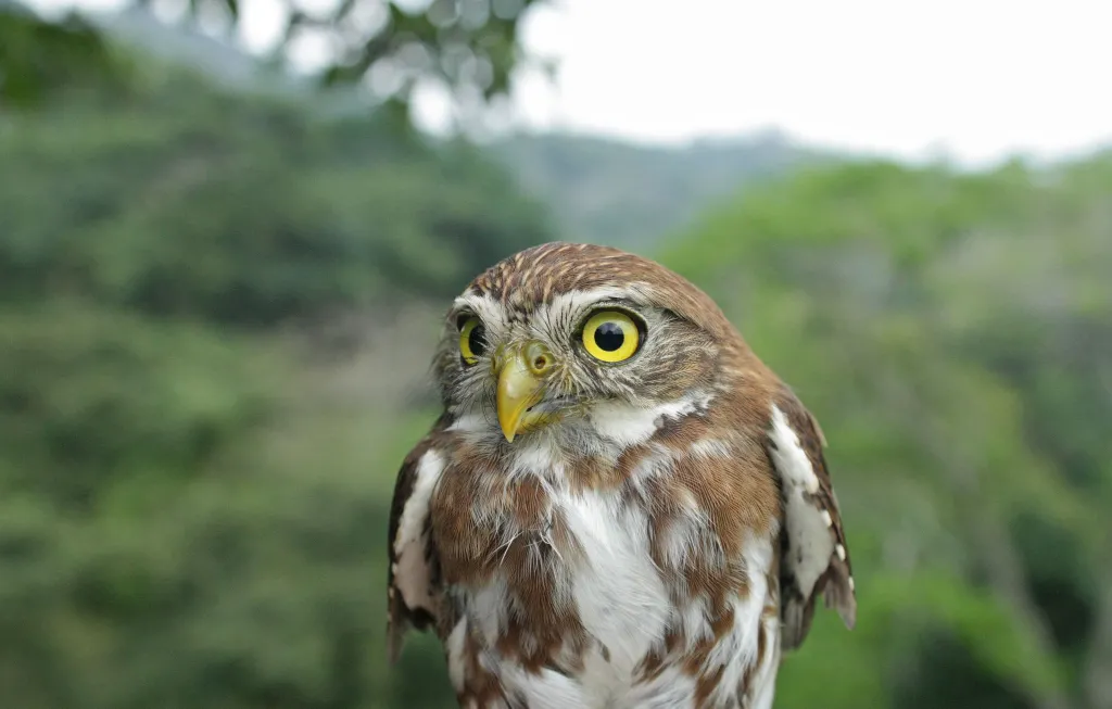 Sóweczka kreskowana (Glaucidium brasilianum); Rezerwat Biosfery Los Tuxtlas, styczeń 2018. Zdjęcie: Jarosław K. Nowakowski