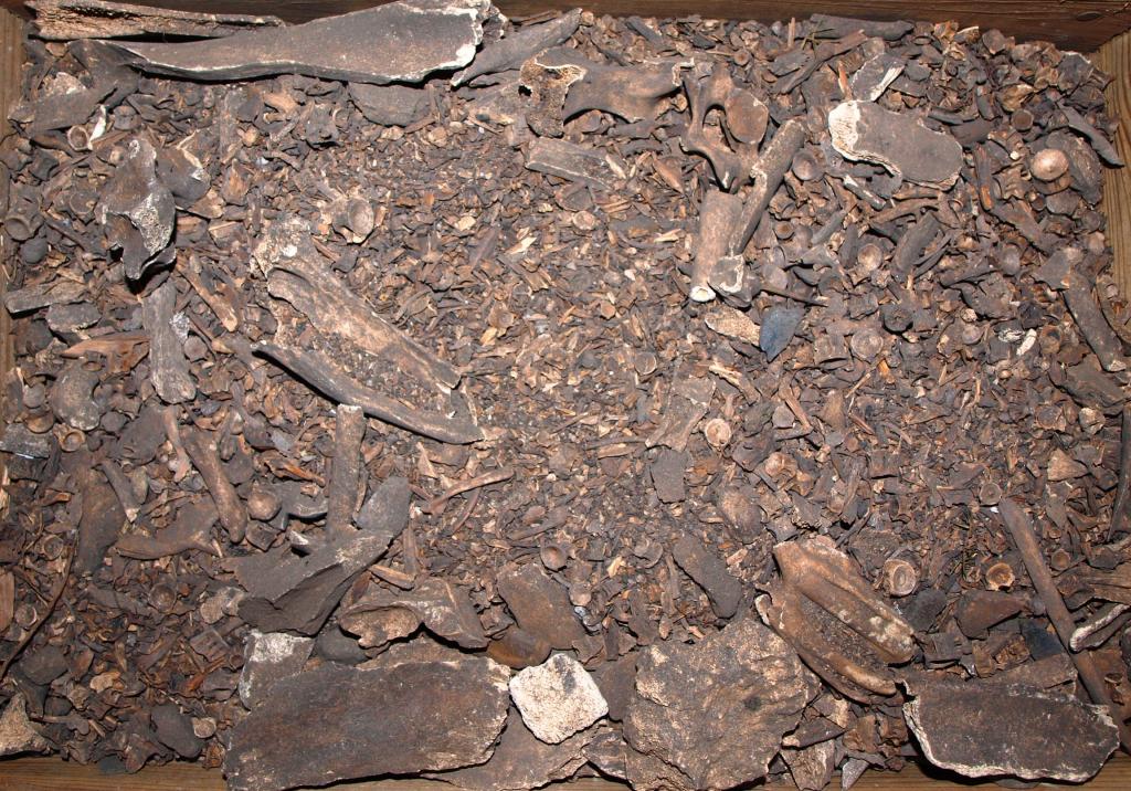 Szczątki zwierzęce - głównie ości i łuski ryb z poł. III tysiąclecia p.n.e., Fot D. Makowiecki