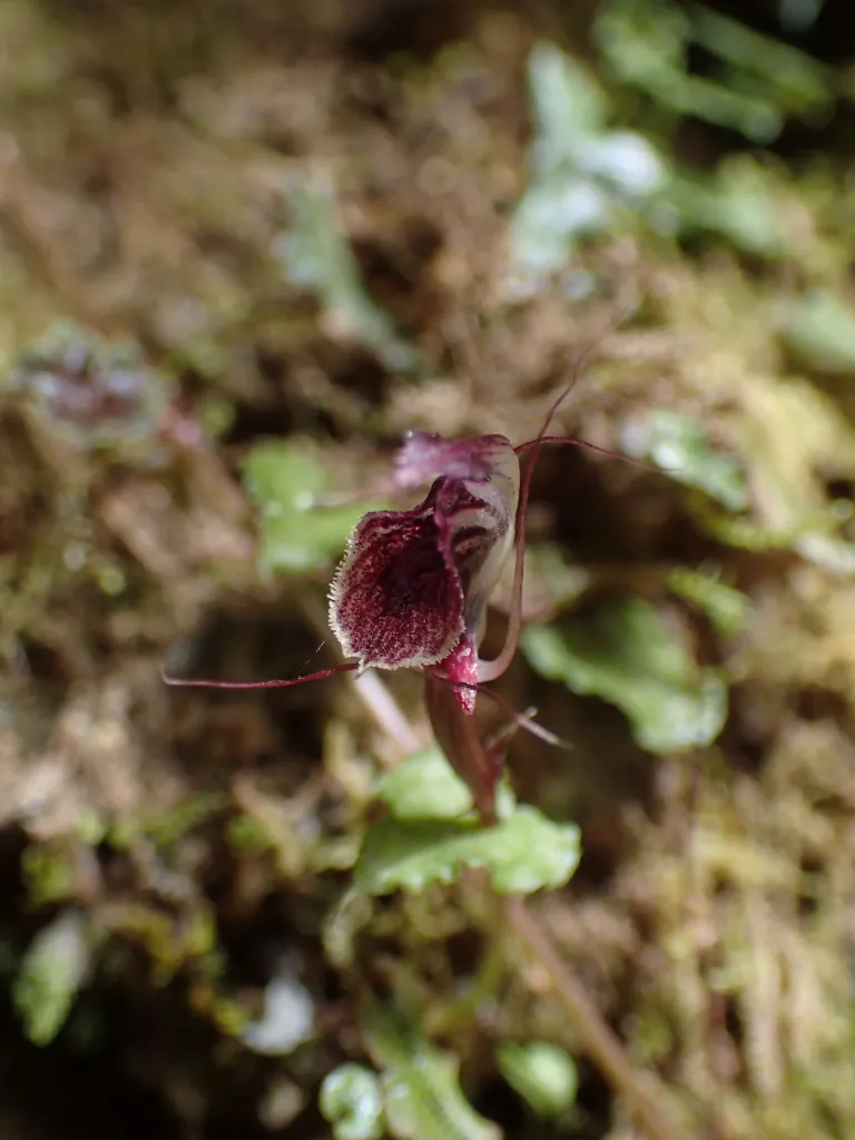 Corybas. Fot. M. Kolanowska.