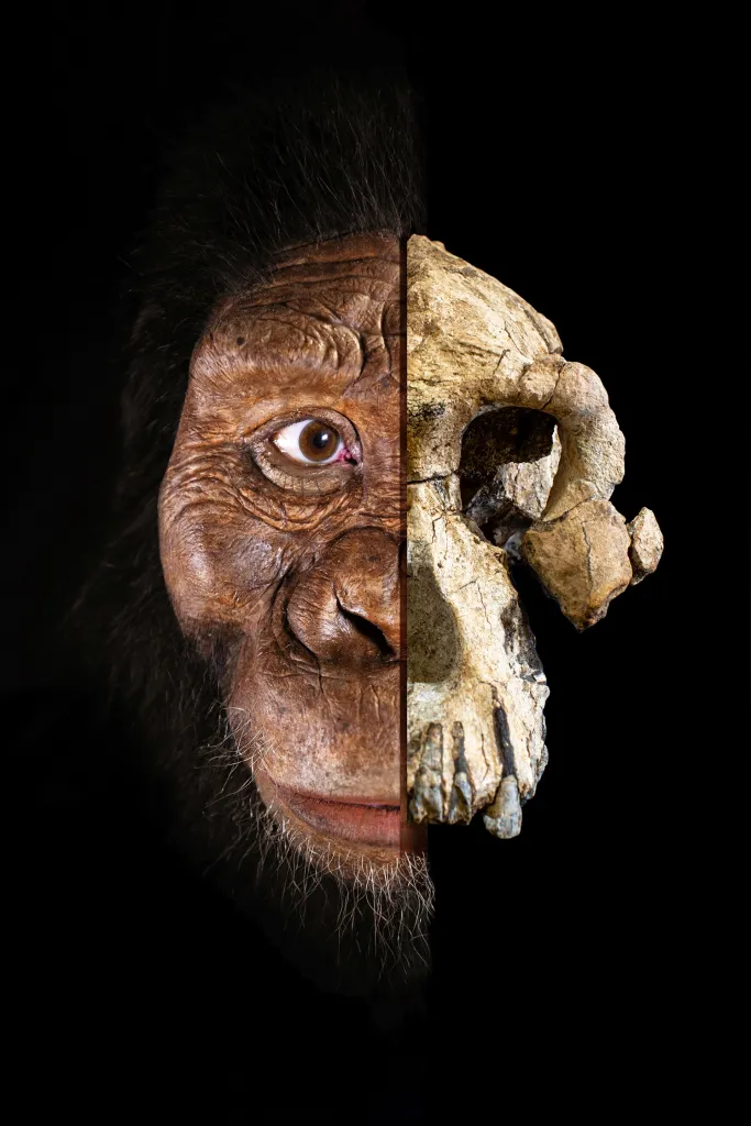  Australopithecus anamensis  Źródło: John Gurche / Jennifer Taylor / Cleveland Museum of Natural History