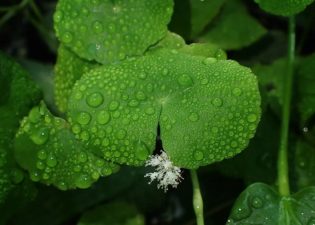 Źródło: Krzysztof Ziarnek, Kenraiz [CC BY 4.0] via Wikimedia Commons