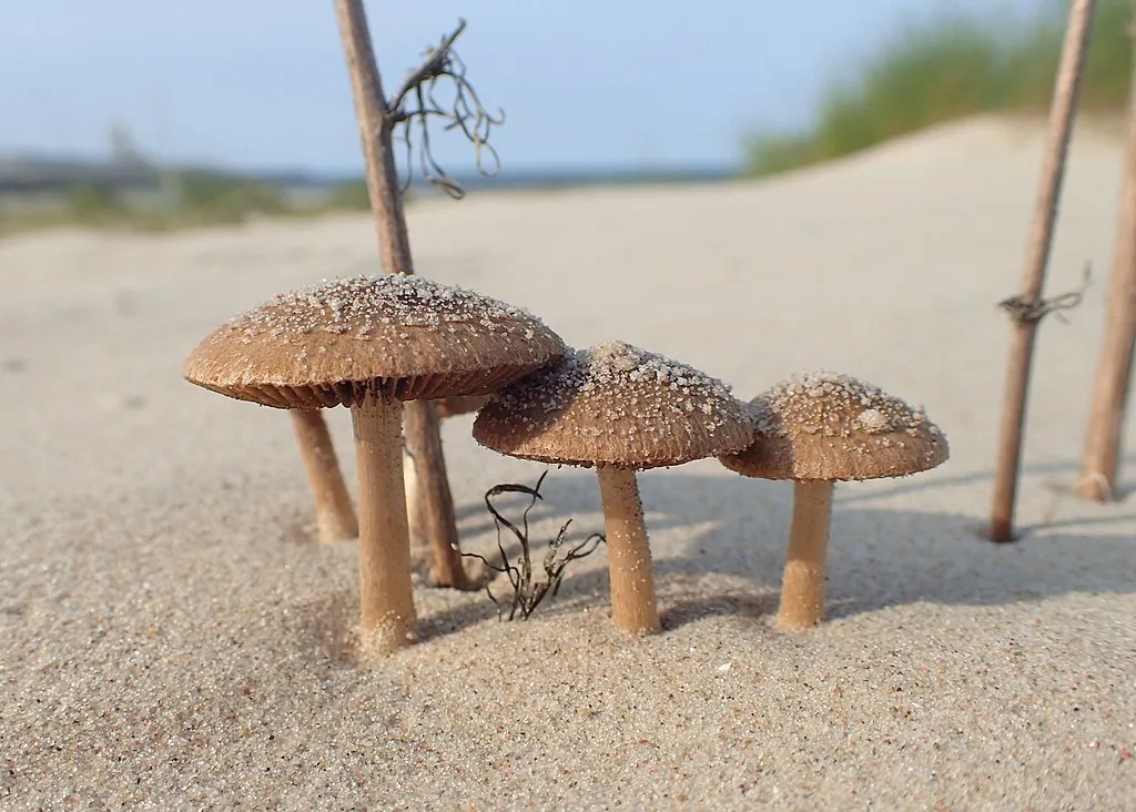 Źródło: Krzysztof Ziarnek, Kenraiz [CC BY 4.0] via Wikimedia Commons