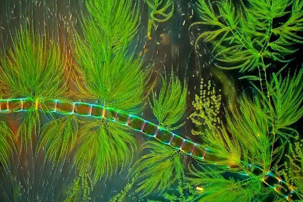 Źródło: MarekMiś [CC BY 4.0] via Wikimedia Commons