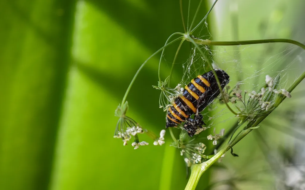 Źródło: Adrianna Rafalska [CC BY 4.0] via Wikimedia Commons