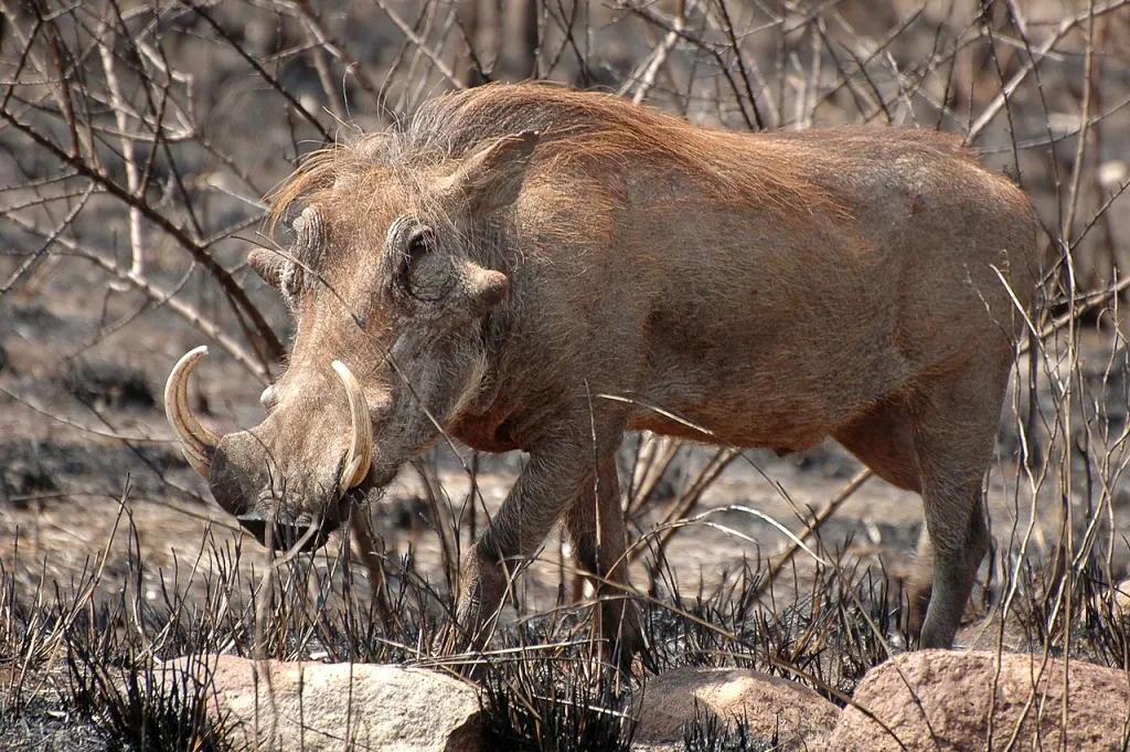 Źródło: PanWoyteczek [CC BY 4.0] via Wikimedia Commons