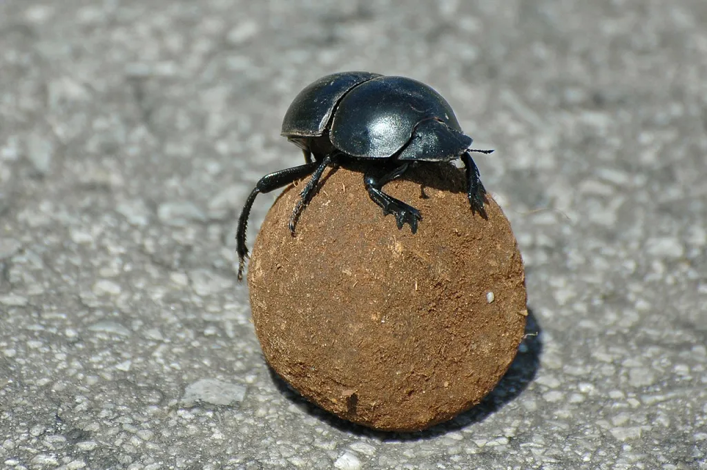 Źródło: PanWoyteczek [CC BY 4.0] via Wikimedia Commons