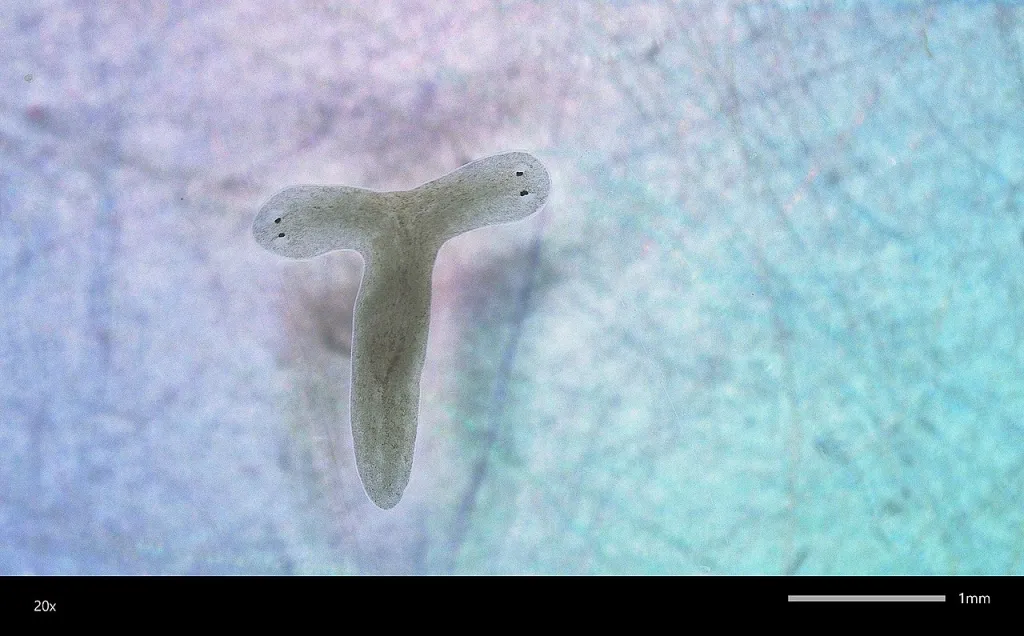 By Marcinekenator [CC BY 4.0] via Wikimedia Commons