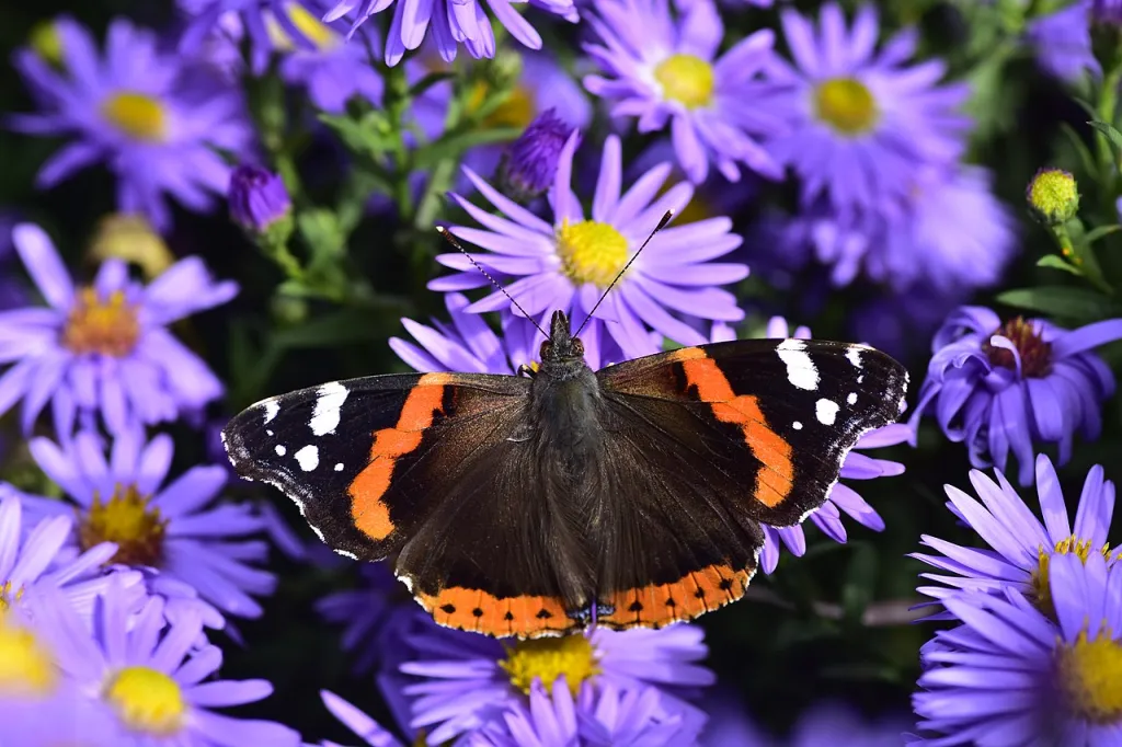 Źródło: Jg44.89 [CC BY 4.0] via Wikimedia Commons