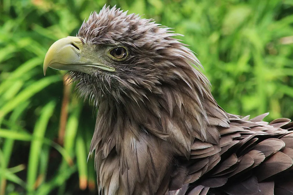 Źródło: Magdalena Smyczek [CC BY 4.0] via Wikimedia Commons