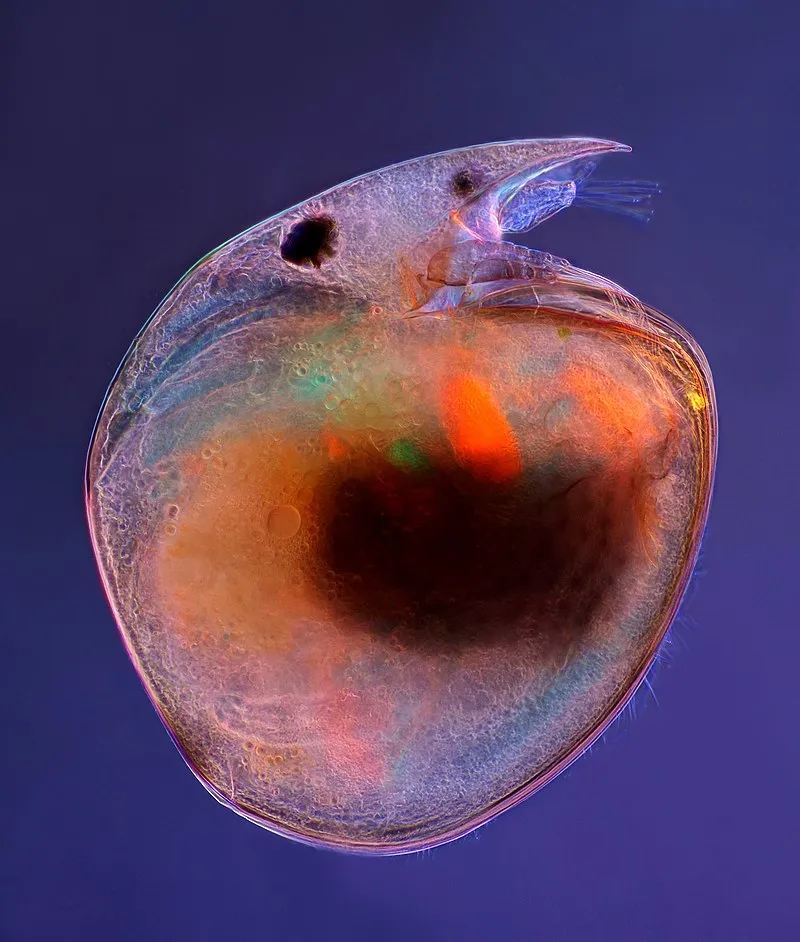 Źródło:  MarekMiś [CC BY 4.0] via Wikimedia Commons