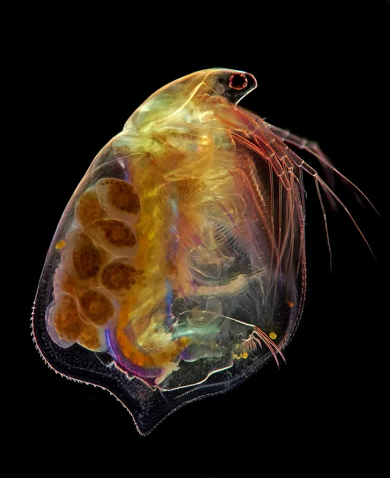 Źródło: MarekMiś [CC BY 4.0] via Wikimedia Commons