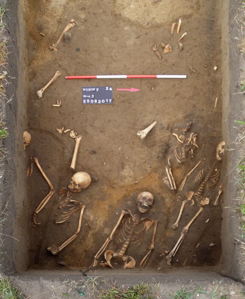 Fragment cmentarza przykościelnego w Dzwonowie podczas badań (fot. M. Krzepkowski)