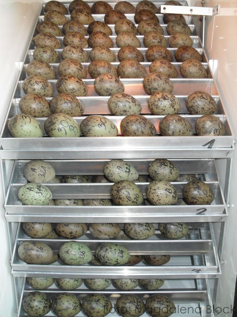 Inkubator z jajami mewy siwej. Fot. M. Block