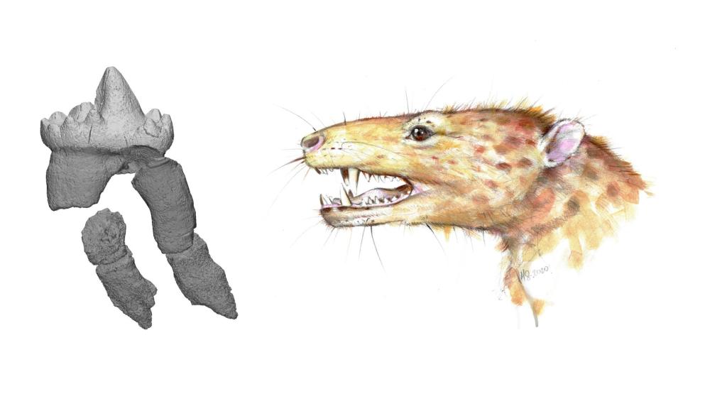 Artystyczna rekonstrukcja prassaka z triasu Grenlandii (po prawej) oraz rekonstrukcja 3D zęba trzonowego (po lewej). rys. (L) Daniel Snitting (Uppsala University, Uppsala, Szwecja) i (P) Marta Szubert .