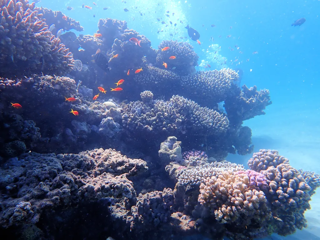 Przybrzeżne rafy barierowe w okolicach Marsa Alam w Egipcie; fot. M. Zapalski