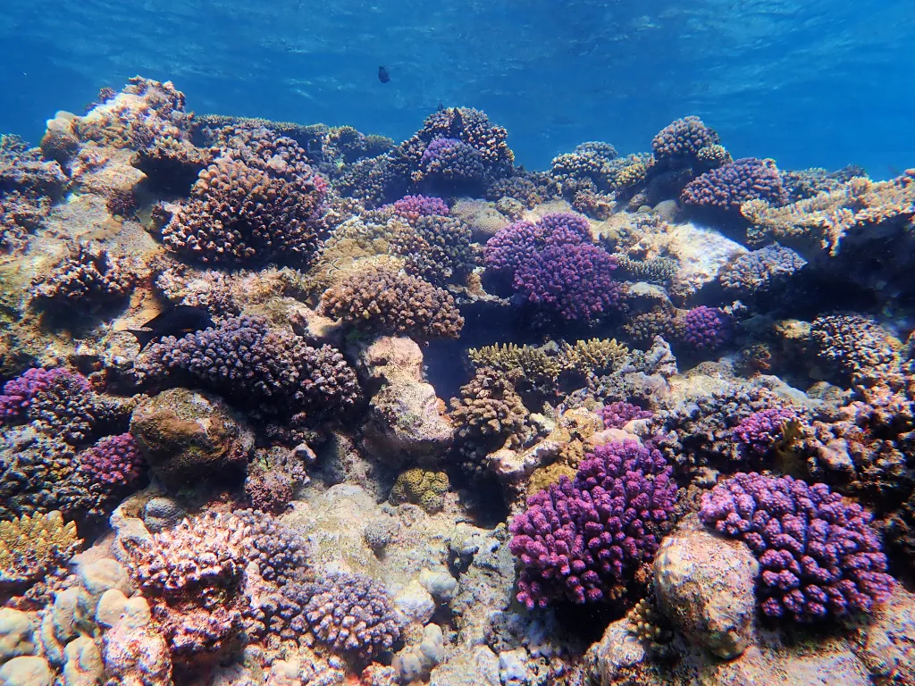 Przybrzeżne rafy barierowe w okolicach Marsa Alam w Egipcie; fot. M. Zapalski