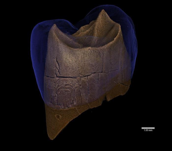 Wirtualny model neandertalskiego górnego przedtrzonowca z J.Stajnia (tu: widoczna „przeźroczysta czapa szkliwa” z powierzchnią zębiny) – M. Binkowski, obecnie CEO startupu technologicznego www.deventiv.com