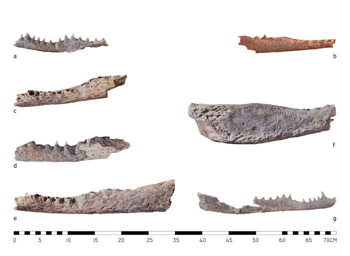 Fragmenty żuchwy krokodyla nilowego odkrytego na Asasifie, fot. PCMA UW Asasif Project / M. Jawornicki / U. Iwaszczuk