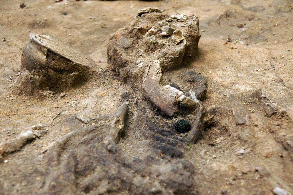 Jeden ze szkieletów z widocznym glinianym naczyniem i metalowym paciorkiem ażurowym, znaleziony we wczesnośredniowiecznym  kurhanie w uroczysku Jelonka. Wiosna 2014 r. Fot. D. Krasnodębski