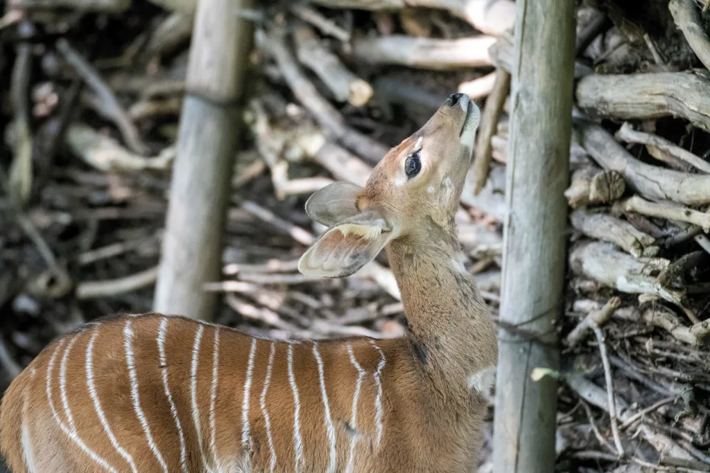 Łódź, 09.09.2020. Kudu mały w łódzkim ZOO. PAP/Grzegorz Michałowski