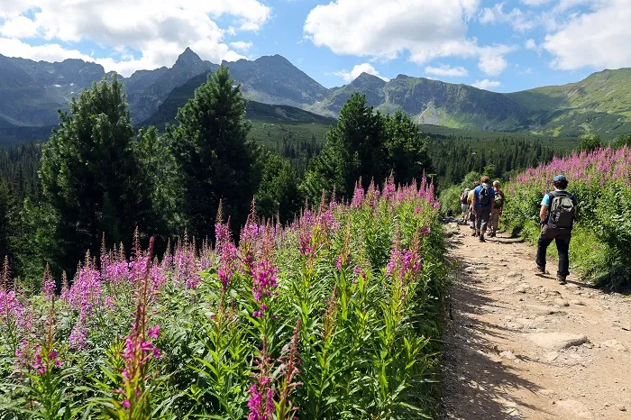 Tatry, Hala Gąsienicowa, 11.08.2023. Kwitnąca wierzbówka kiprzyca. PAP/Grzegorz Momot