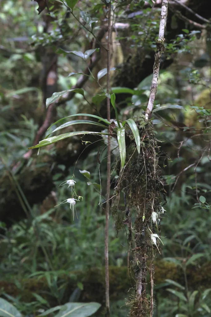 Aeranthes bigibbum. Fot. Johan Hermans © RBG Kew