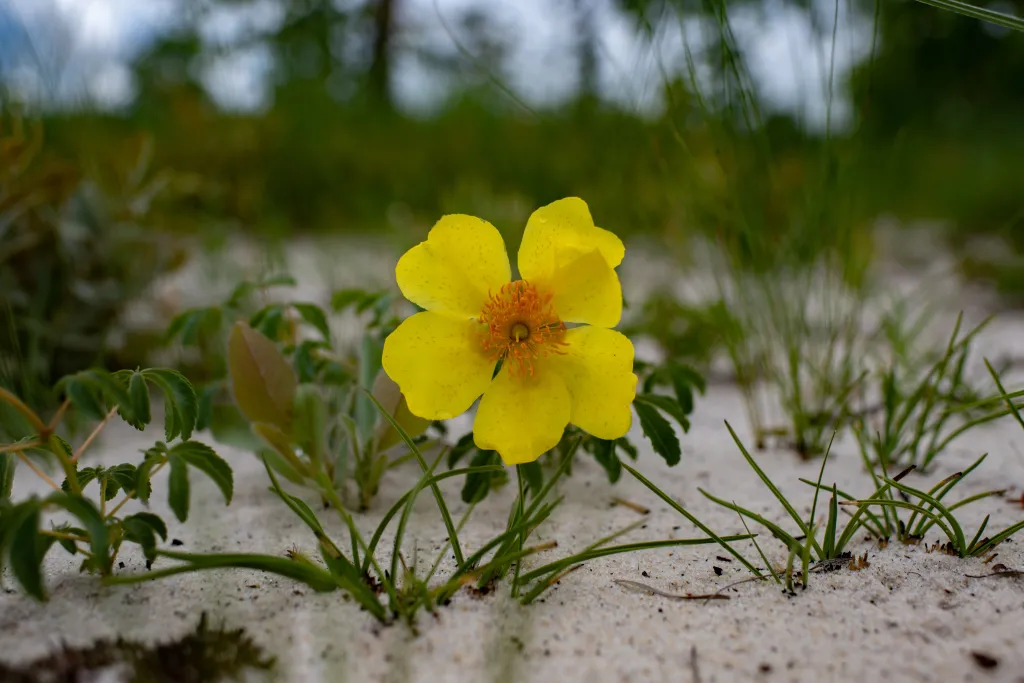 Cochlospermum adjanyae. Fot. Steve Boyes