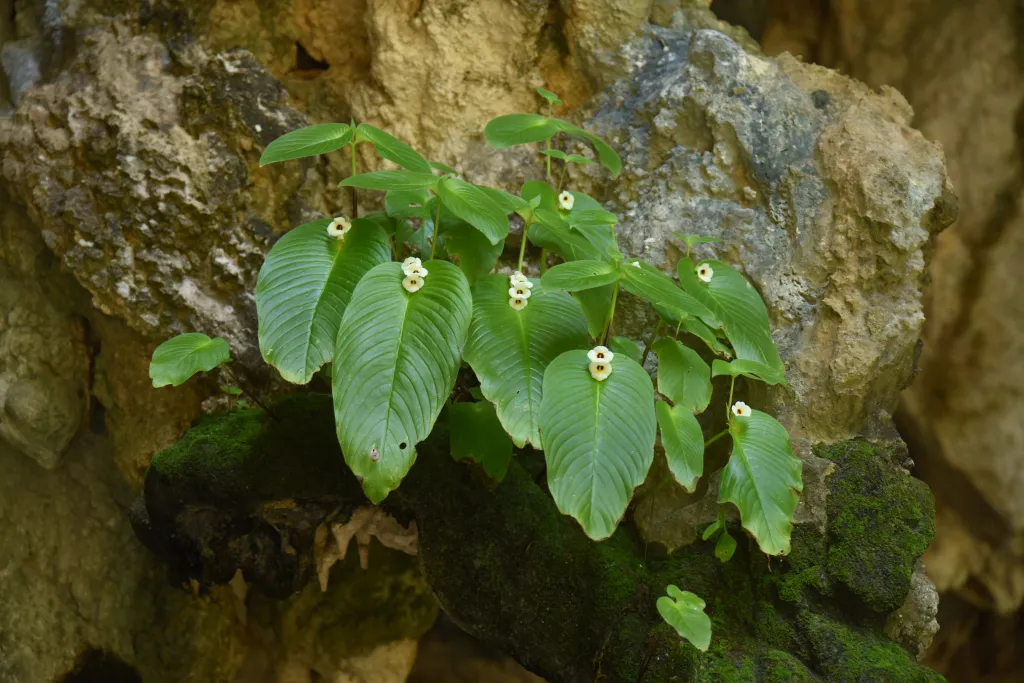 Microchirita fuscifaucia habitat. Fot. Naiyana Tetsana