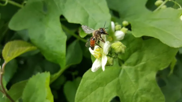 Andrena florea. Barbara Kilińska